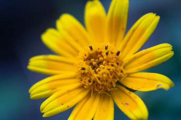 a bee on a yellow flower