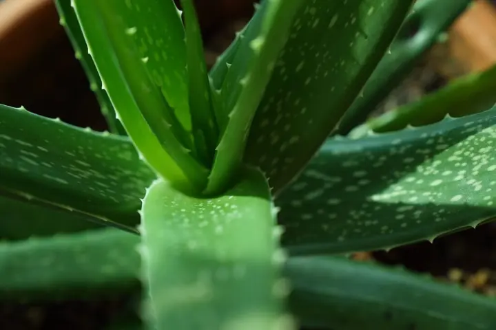 aloe vera para curar