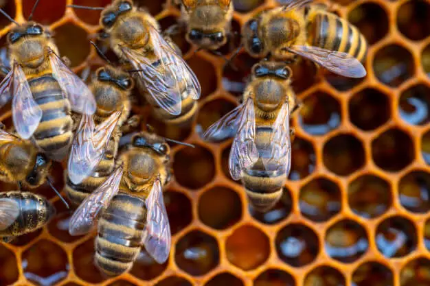 cosmética con veneno de abeja