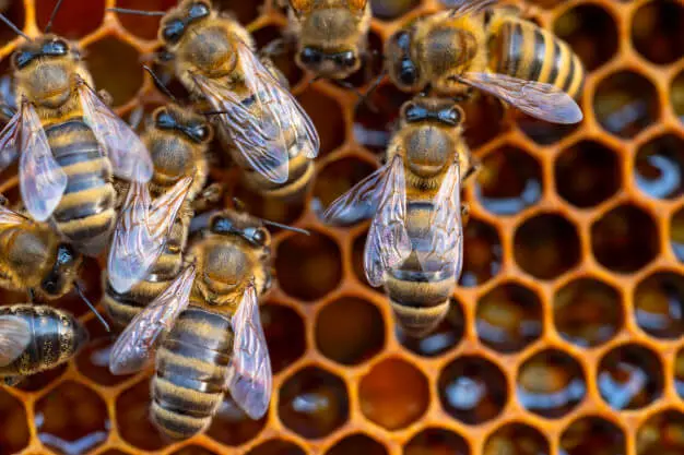 cosmética con veneno de abeja cosmética con veneno de abeja